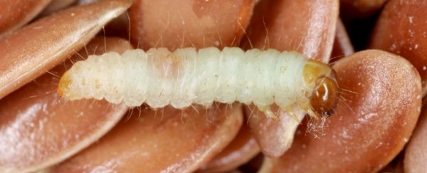 Cannibalistic moths help scientists understand how extreme selfishness evolves