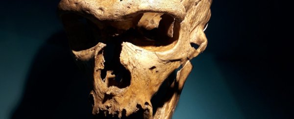 Neanderthal skull