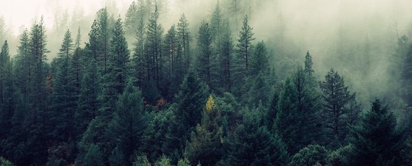 Interactive map highlights the best places to plant new trees in the US