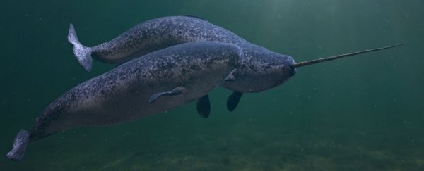 The layers of narwhal's tusk tell the history of its life in a rapidly changing world