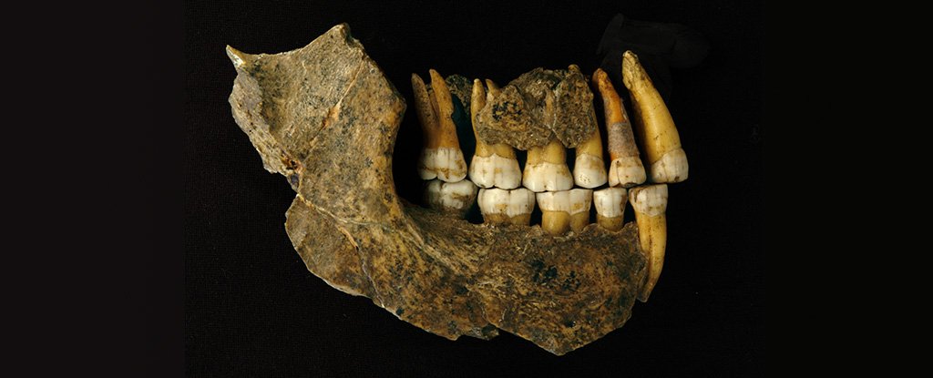 Maxilla and mandible jaw, assemblage of a late Neanderthal from Spy Cave. 