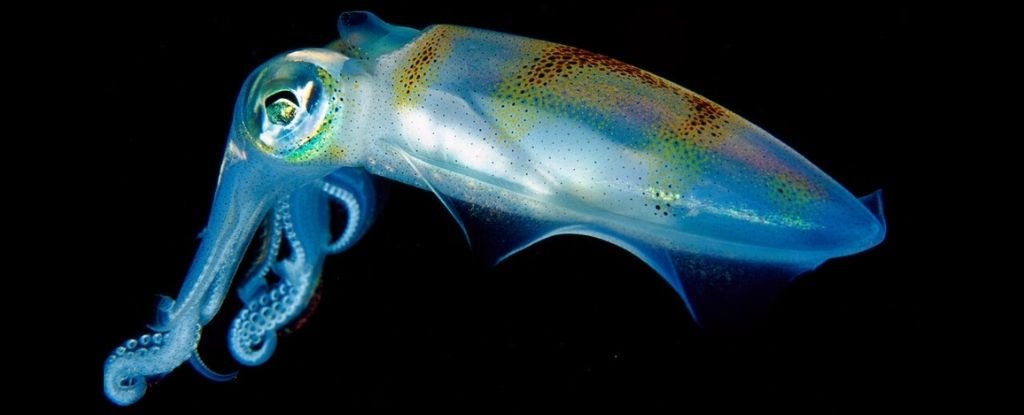 Scientists now know how squid is ‘beautifully optimized’ camouflage in glittering levels