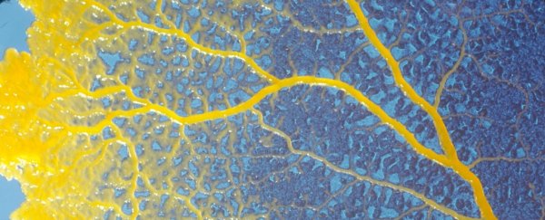 Slime mold doesn't have a brain, but it can 'remember' where to find food