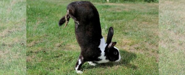 We finally know the genetic reason why this bunny walks on its front paws