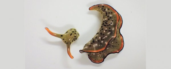 These self-decapitating sea slugs can grow an entire new body on the old head
