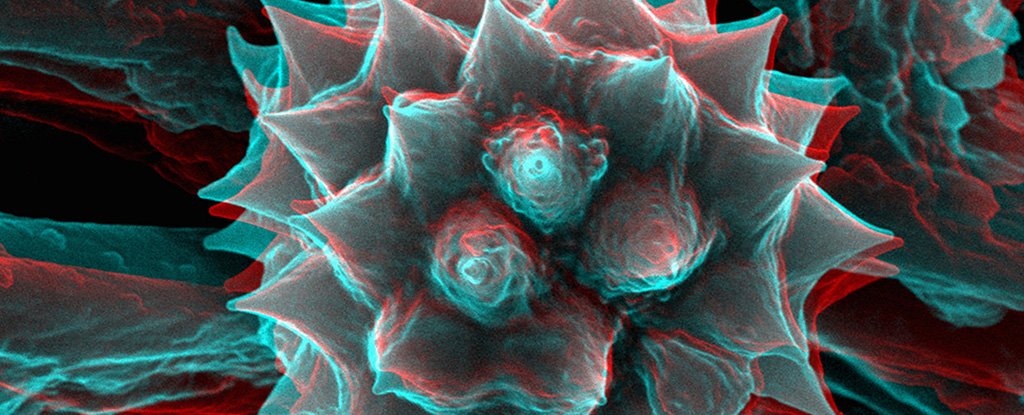 Scanning electron microscopy image of chamomile pollen. 