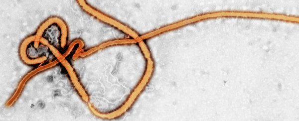 New Ebola Outbreak Suggests The Virus Might Lurk For Years Inside People