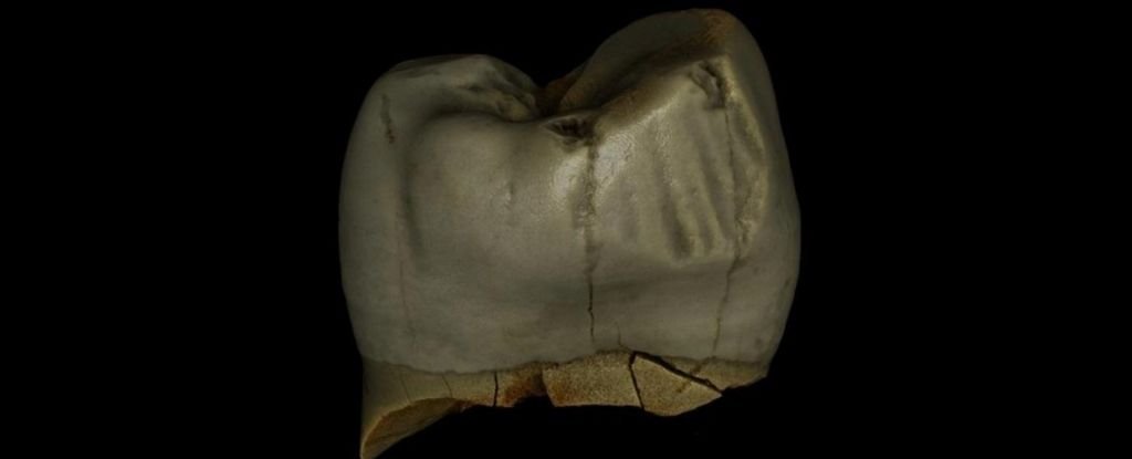 Radial wear-and-tear grooves on a Neanderthal premolar. 