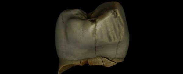 Neanderthals used a really familiar tool for their dental hygiene, study shows
