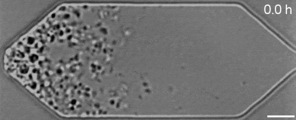  JCVI-syn3A growing and dividing under a light microscope. 