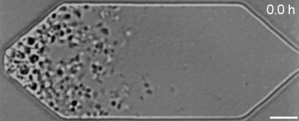 synthetic-cell_600.gif