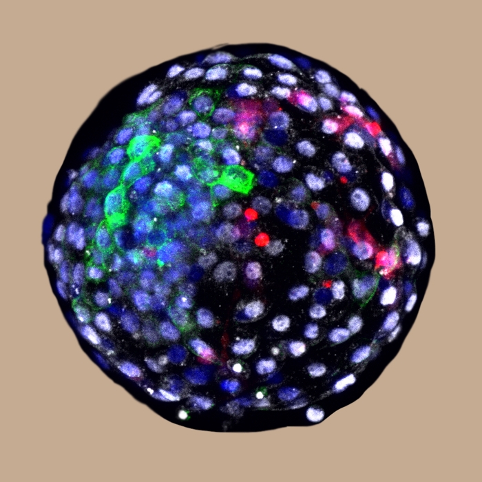 010 chimera embryo 2