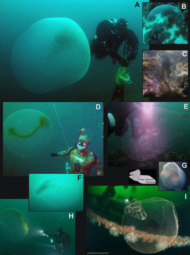 Collage Of Squid Egg Mass Photos