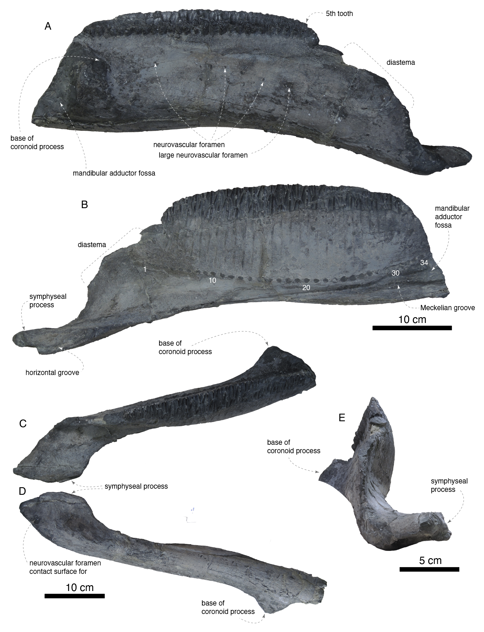 Figure 2 Dentary