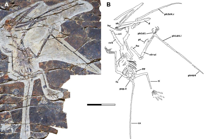 Kunpengopterus antipollicatus fossil and bone diagram