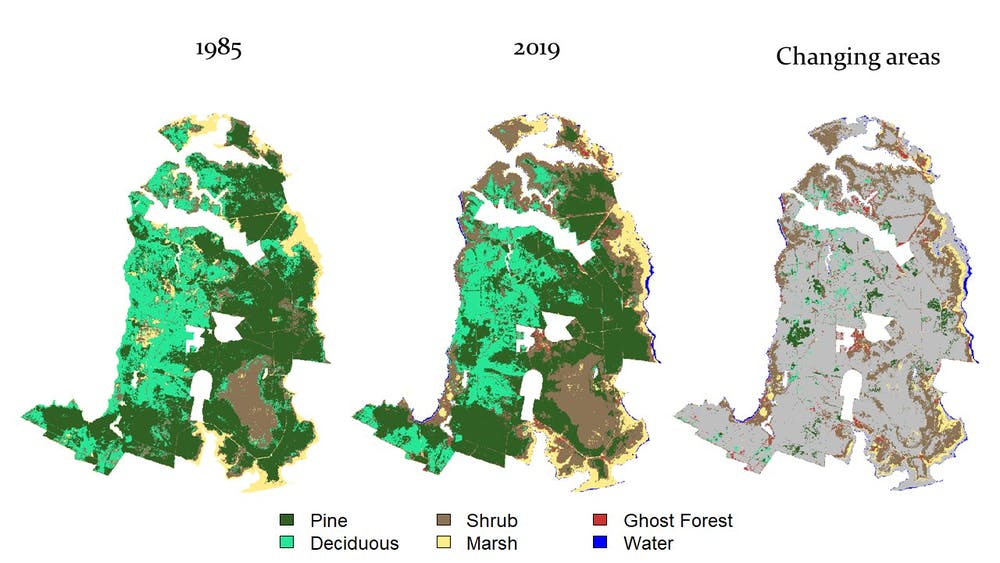 changing forests