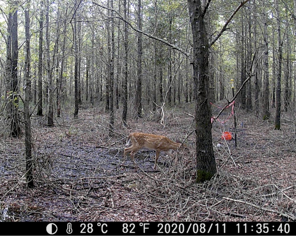 deer in a ghost forest