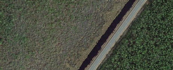 Something is killing trees, creating 'ghost forests' along the Atlantic coast