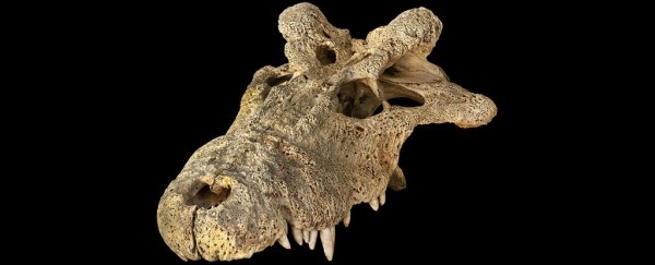 This weird 'horned' crocodile could represent a new branch on the tree of life