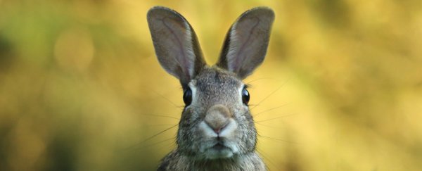 Why are there no horse-sized rabbits? We finally know the evolutionary answer