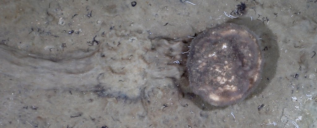 Sponge trails on the seafloor. 