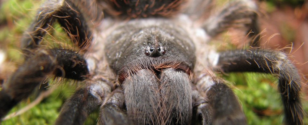 010-tarantula_1024.jpg