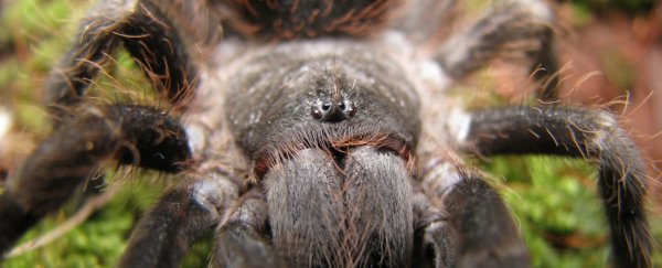 Tarantulas are basically all over the planet, and scientists can finally explain why
