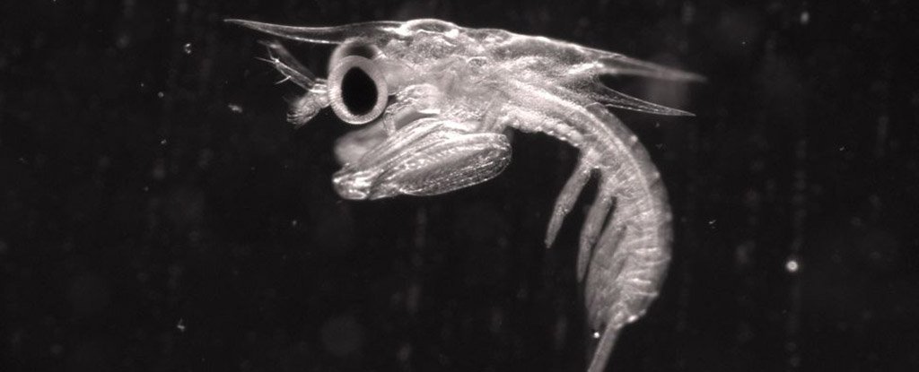 Side view of an 11-day-old mantis shrimp larva. 