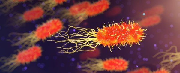 'Wolf packs' of predatory bacteria lurk in our soil, and they play a crucial role