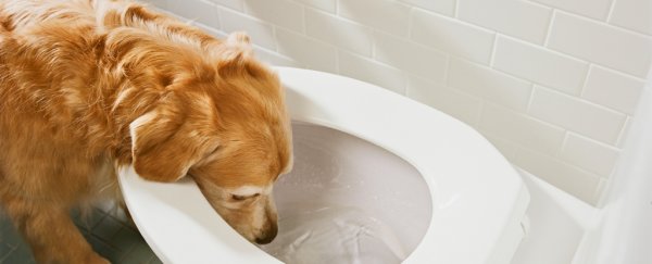 Trained dogs can detect COVID-19 with surprising accuracy by sniffing your pee