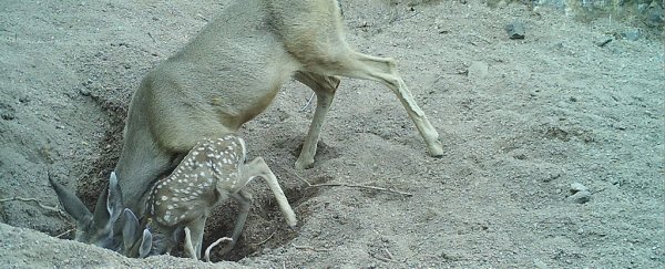 Here's how donkeys and horses digging holes help desert species beat the heat