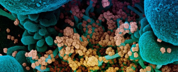 Brave volunteers are being deliberately reinfected with COVID-19 for science