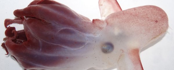 Scientists just identified a new species of dumbo octopus, no dissection required