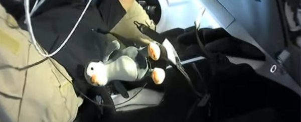 Meet Guin Guin, the fluffy penguin toy crew member of the recent SpaceX launch
