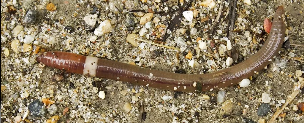 Invasive jumping worm, Wisconsin. 