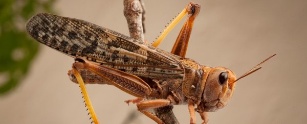 Eggs that act like ticking time bombs allow brown locusts to survive intense droughts