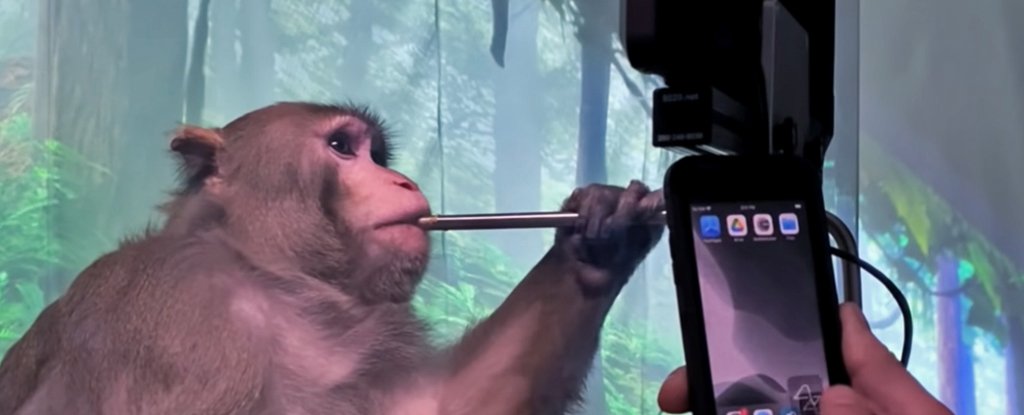 Pager, a Macaque, plays MindPong with his Neuralink. 