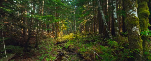 Even 150 years later, lush forest gardens showcase the value of Native stewardship