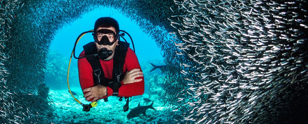 Swimming through a fish shoal. 