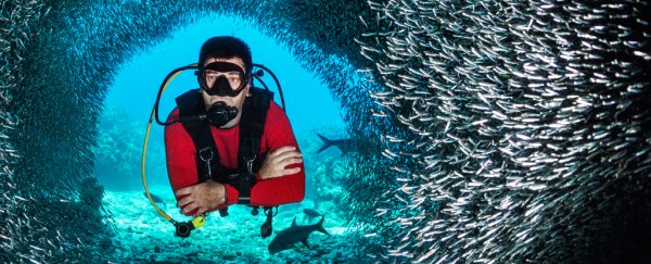 Fact check: Will the oceans be empty of fish by 2048, and other Seaspiracy concerns