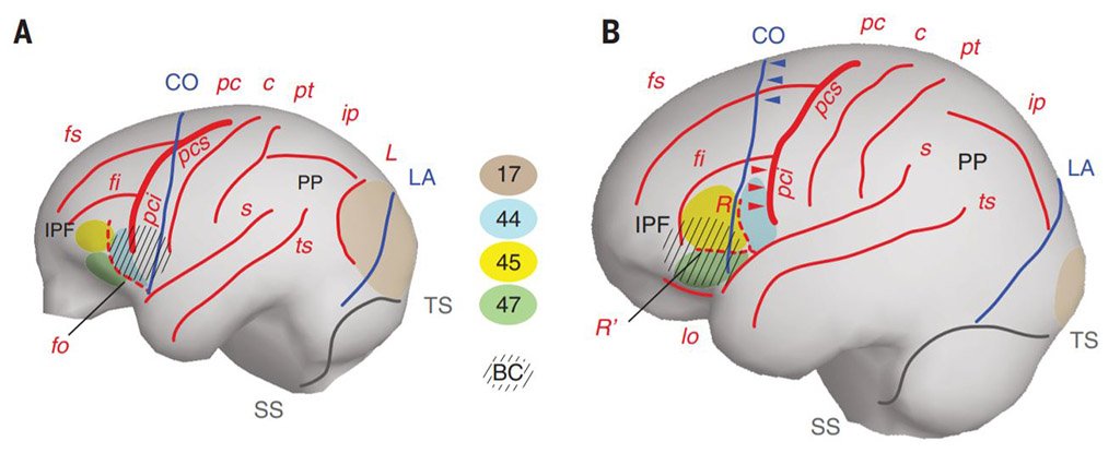 Topographical brain structures in great apes and humans. 