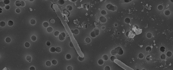 These bizarre underground microbes haven't evolved for 175 million years