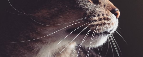 A genius new simulation has revealed more on how whiskers actually work