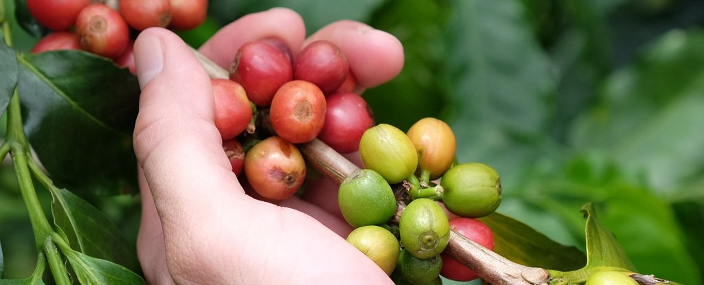 Cultivated coffee beans. 