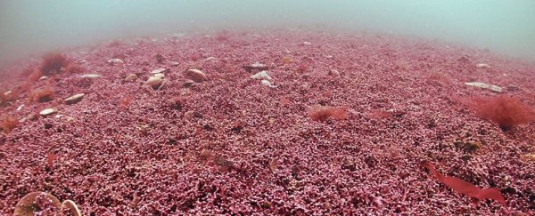 Scientists discover weird 'falgae' in Cornwall that are genetically unique
