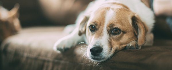 Your dog may get jealous even if it just imagines you petting another dog