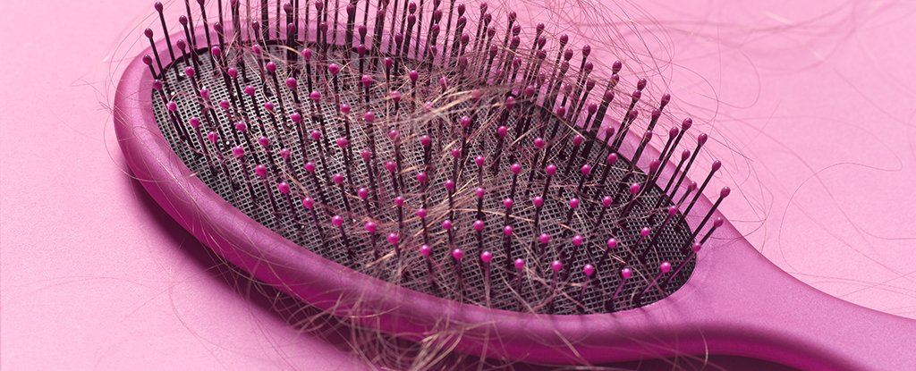 Here's Why Stress Could Make Your Hair Fall Out, According to New Mouse Study - ScienceAlert