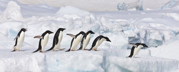 Dire predictions suggest Antarctic rainfall will dramatically intensify this century