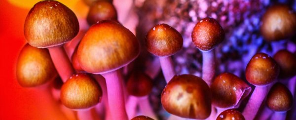 Small, landmark trial sees magic mushroom compound perform as well as antidepressants