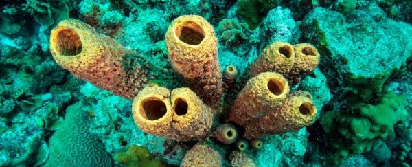 We just got closer to truly determining who were the world's first animals